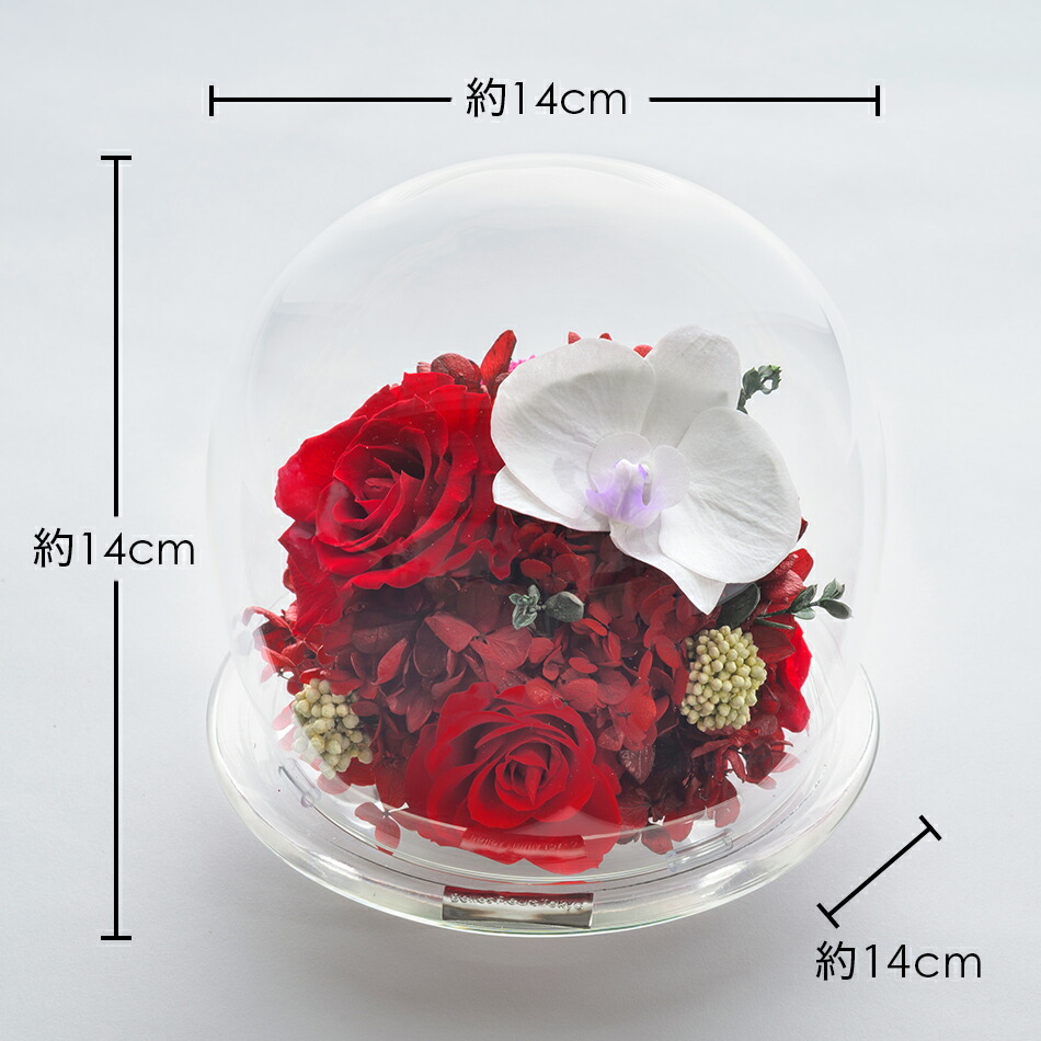 プリザーブドフラワー #胡蝶蘭のガラスドーム〈L〉