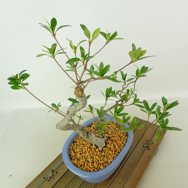 楽天市場】盆栽 皐月 神鏡 樹高 約25cm さつき Rhododendron indicum