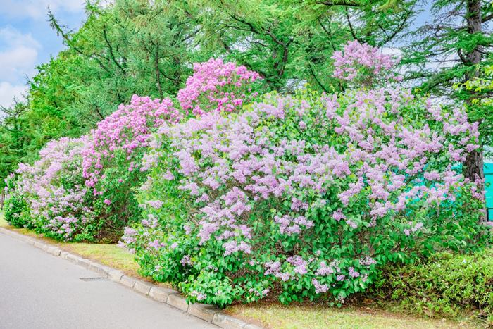 楽天市場】【ハシドイ属】ライラック プレジデントグレビー接木苗4号