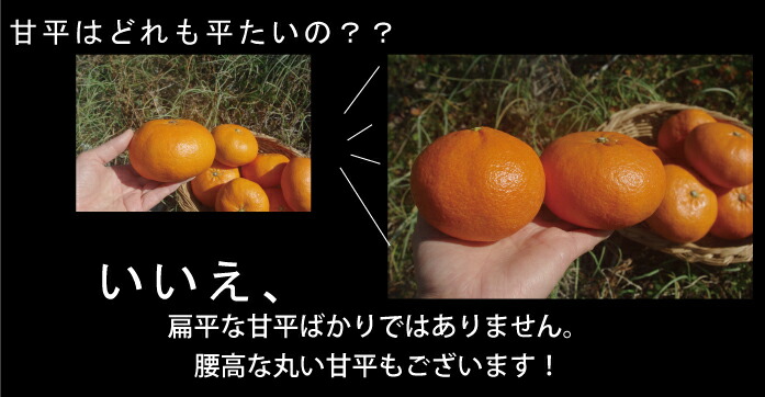 愛媛県産 甘平 精品10kg（M～4L混み） - きなはいやインターネット店