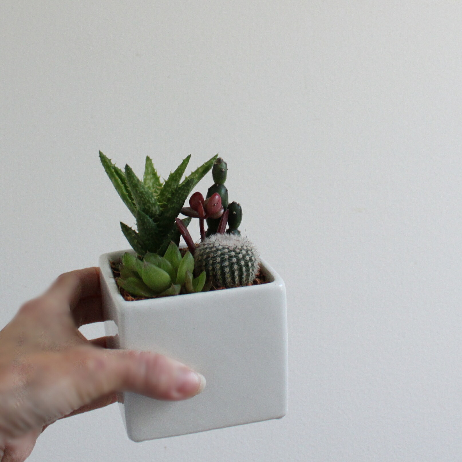 楽天市場】【SS限定☆エントリーで＋P10倍＆MAX15％OFFクーポン