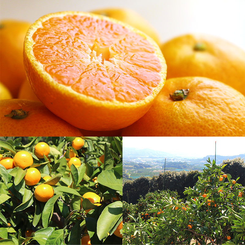 楽天市場】三ケ日平山産加藤農園のみかんジュース3点セット ジュース