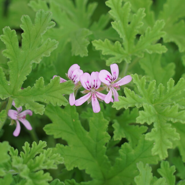 楽天市場】ハーブ 苗 ローズゼラニウム （センテッドゼラニウム） 3号