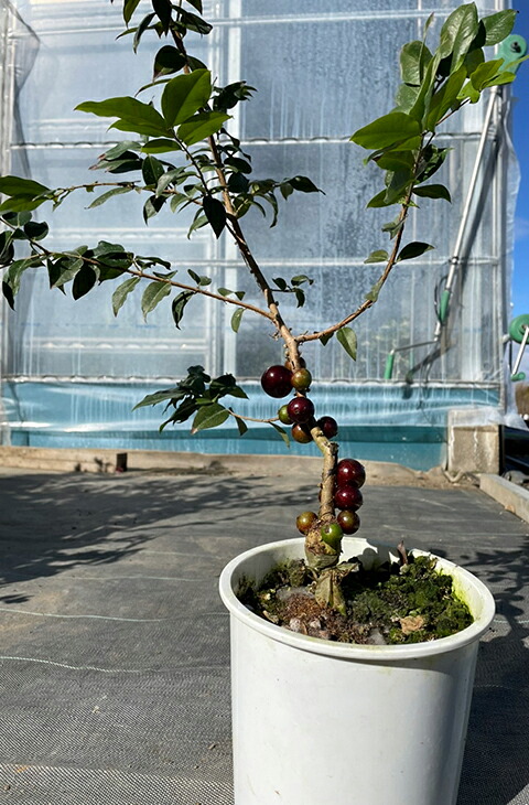 楽天市場】ジャボチカバ 苗 【大葉 四季成り性 ジャボチカバ】 3年生