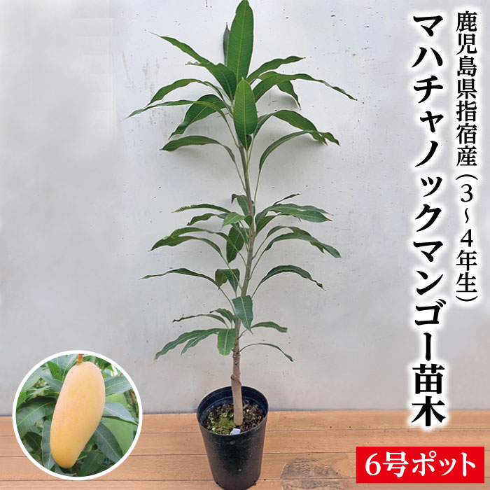 楽天市場】【鹿児島県 指宿産 マハチャノックマンゴー苗木1本 3〜4年生