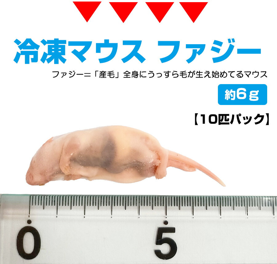 冷凍】 冷凍マウス ファジー（約6g）10匹パック（T2）【クール便発送