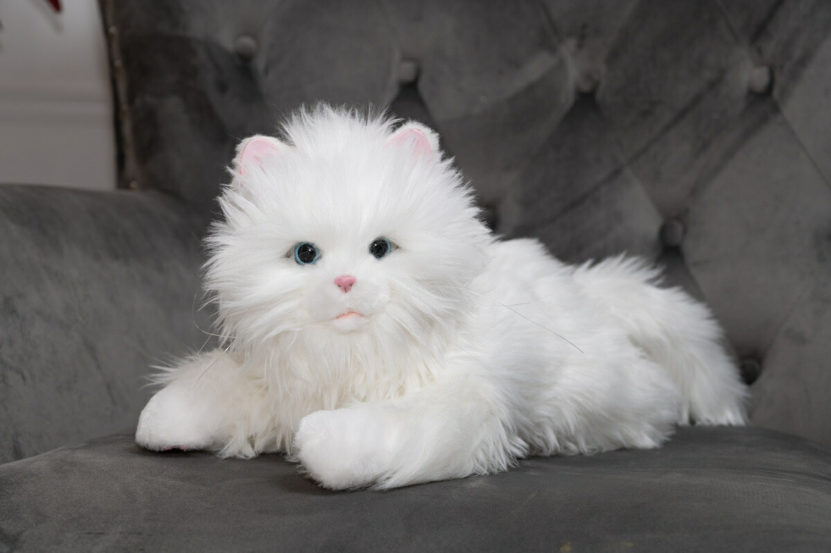 ぱっちりおめめ♡エキゾチック子猫ちゃん♡アートドール♡ぬいぐるみ