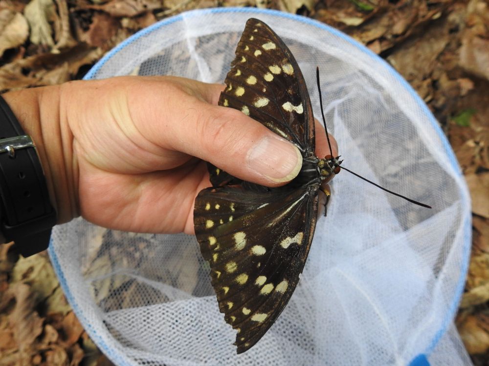 カ*ボ様 モルフォオオムラサキ（飼育；♂）1頭 カ*ボ様 モルフォ