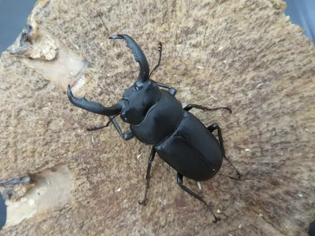 アマミシカクワガタ45ミリペアの販売/クワガタ工房 虫吉