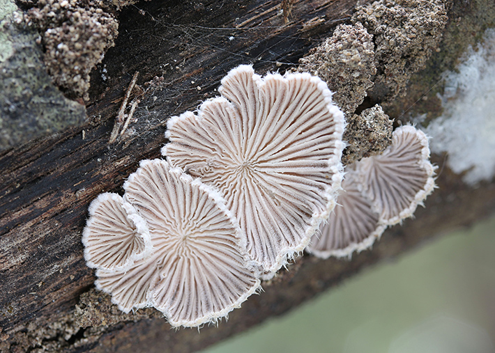 エヌエスドアーズ クレンジングミルク