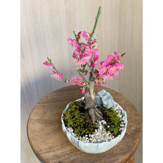 梅 盆栽 6号鉢相当 極太❗ ま hb00123a-03-a.jpg