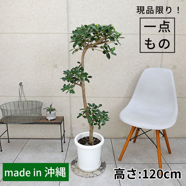 10,001～15,000円 観葉植物と植木鉢の専門店cocolate（ココレート）