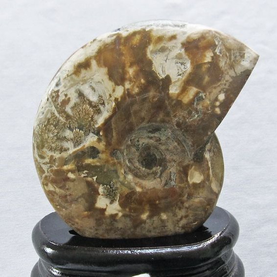 虹入り アンモナイト 化石[t570-4414]