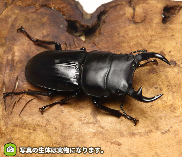 オオクワガタ 野外採集個体の販売│ビートルファーム