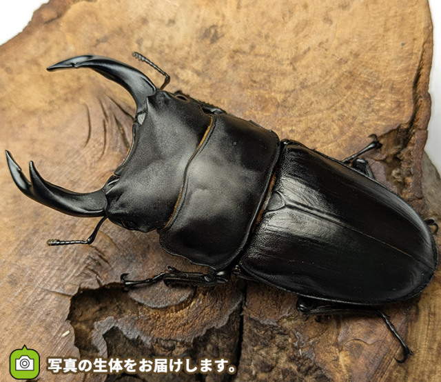 国産オオクワガタ 宮城県産ペア販売│ビートルファーム