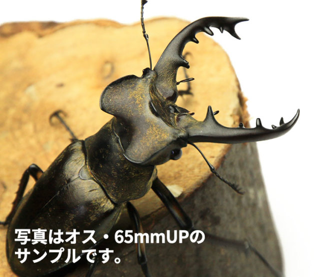 ≪大型！≫ 天然ミヤマクワガタ 東北産 WD オス65mmUP・メス