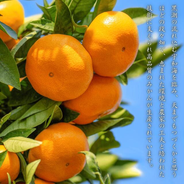 愛媛オリジナル品種の希少柑橘・甘平をお値打ち価格で販売中【訳あり10kg】