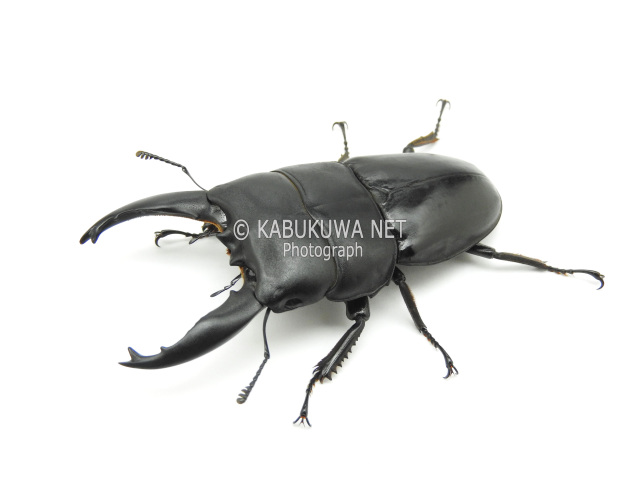 ヒラタ/アルキデスヒラタクワガタ ♂74－75mm 短歯ー中歯 ペア