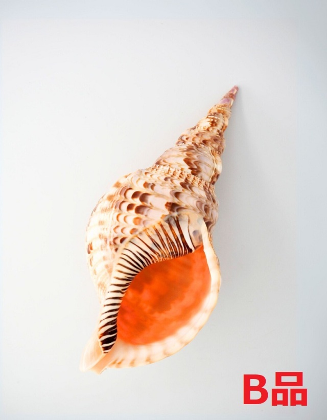 ホラガイ B品【27cm前後/1個】法螺貝