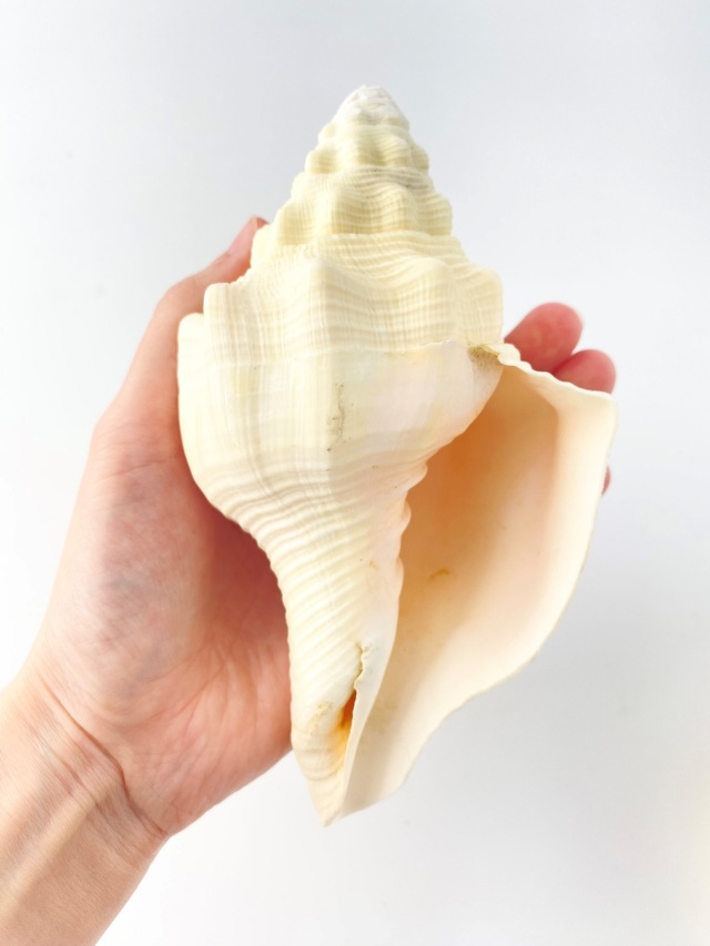 クチベニシャンクガイ【16cm前後/1個】 En: Turbinella angulata