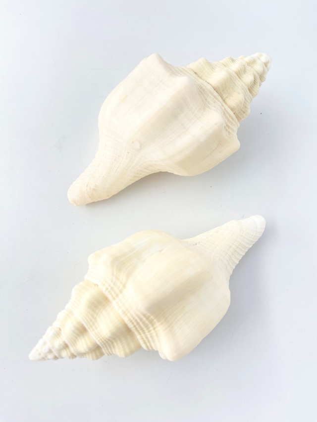 クチベニシャンクガイ【16cm前後/1個】 En: Turbinella angulata