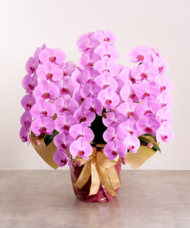 胡蝶蘭 ピンク 5本立ち60輪程度 生花｜お祝いギフトなら胡蝶蘭専門店