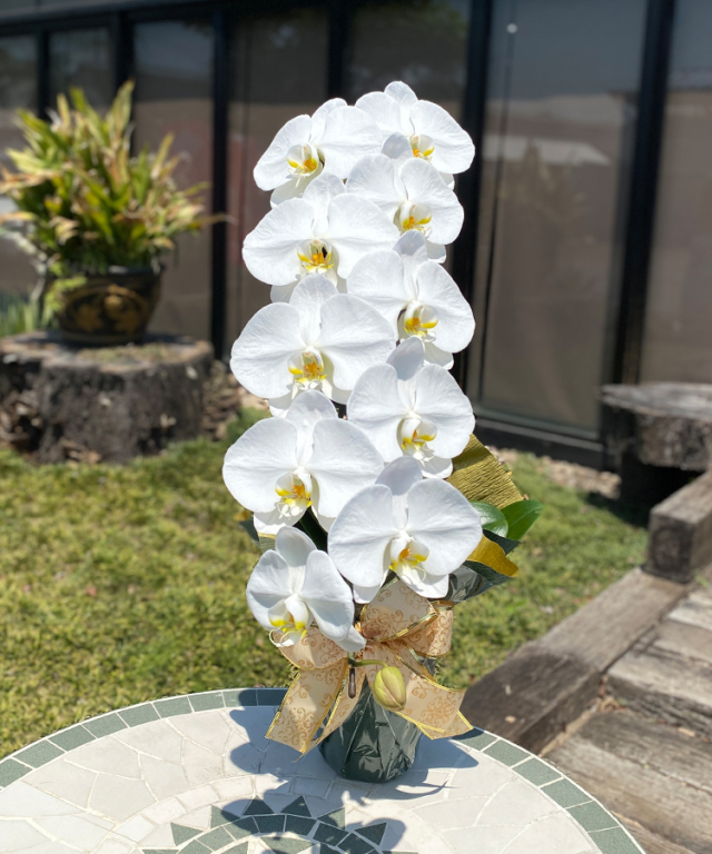 胡蝶蘭 白 1本立ち10輪程度 生花 ｜お祝いギフトなら胡蝶蘭専門店