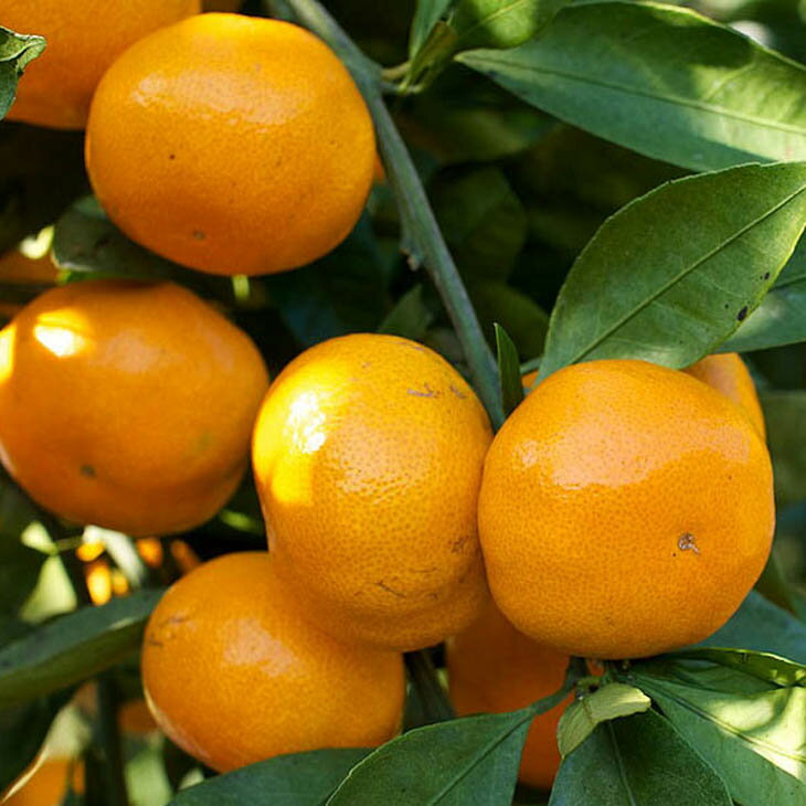 みかん 苗木 【田口早生 （たぐちわせ）】 3年生 接ぎ木 約1.0m 大苗