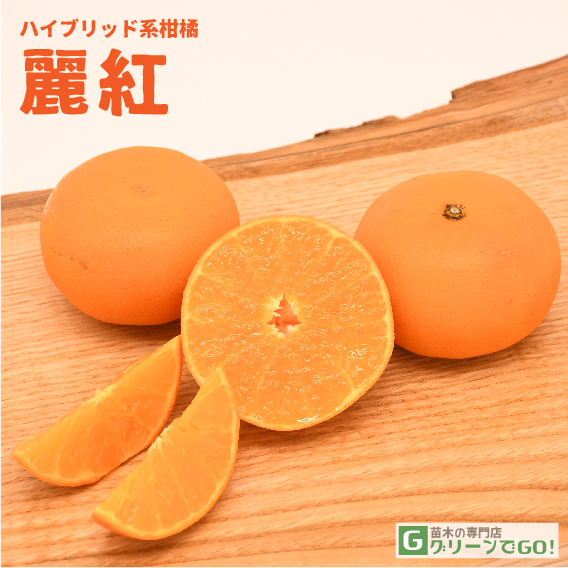 みかん 苗木 【麗紅 （れいこう） ［登録品種］】 3年生 接ぎ木 約1.0m