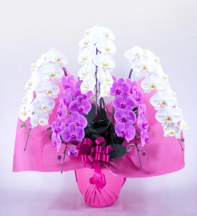 紅白胡蝶蘭5本立ち ～エクセレント～ Florico Online Shop ～フロリコ