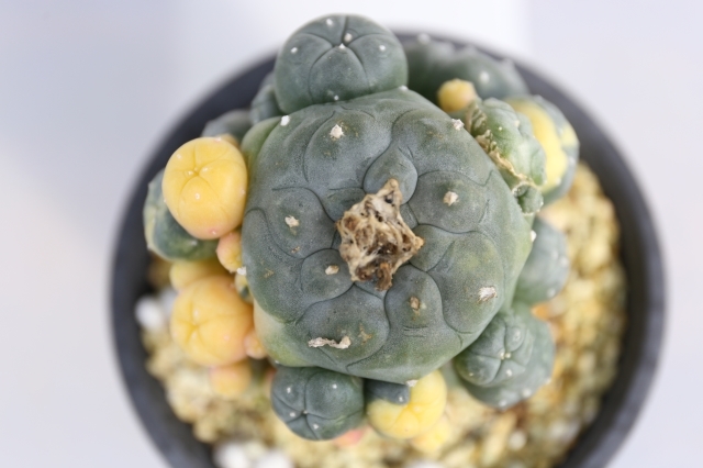 鳥羽玉錦 接ぎ木 A1029☆ロフォフォラ 鳥羽玉 サボテン☆「送料無料