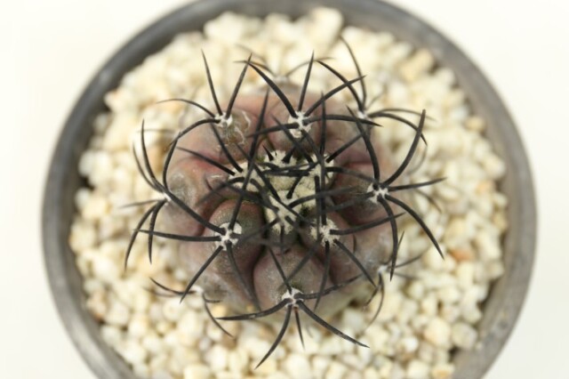 栗星玉 輸入球 A3257☆コピアポア グリセオビオラセア サボテン