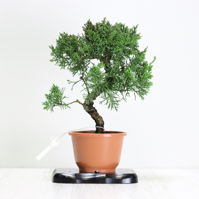 送料無料】紀州真柏 盆栽 極太幹 貴風盆栽 小品盆栽 中品盆栽 素材ミニ