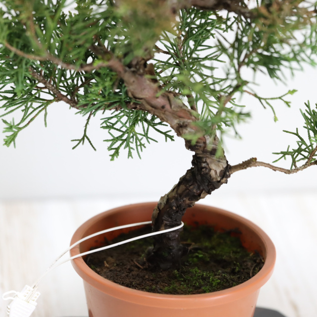 送料無料】紀州真柏 盆栽 極太幹 貴風盆栽 小品盆栽 中品盆栽 素材ミニ