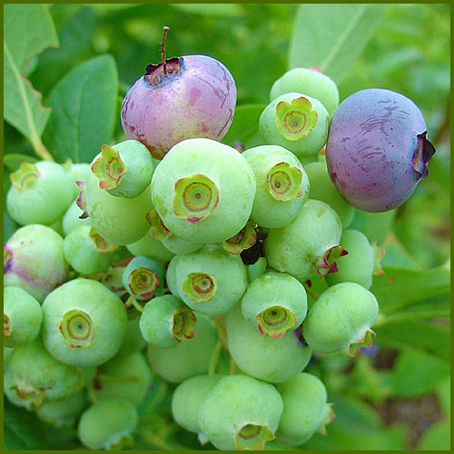 ブルーベリー苗木 サンシャインブルーとシャープブルー おすすめ2品種