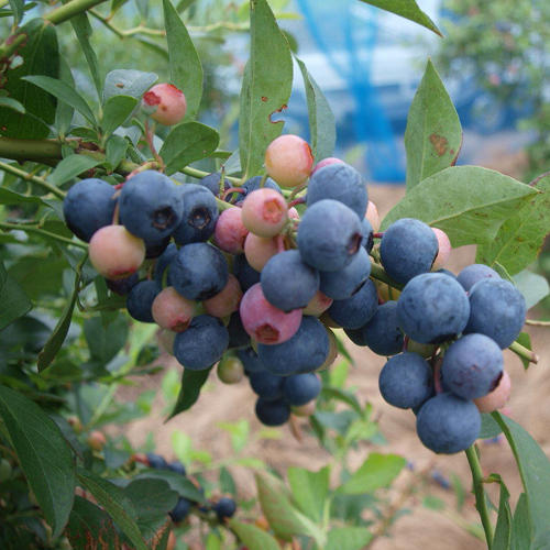 ブルーベリー苗木 バルドウィンを販売「花育通販」