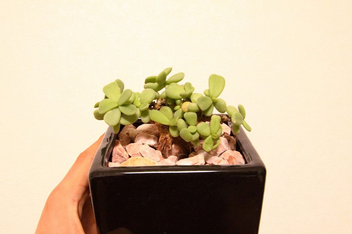 ケラリア ピグマエア ceraria pygmaea | mana's farm:塊根植物・ア