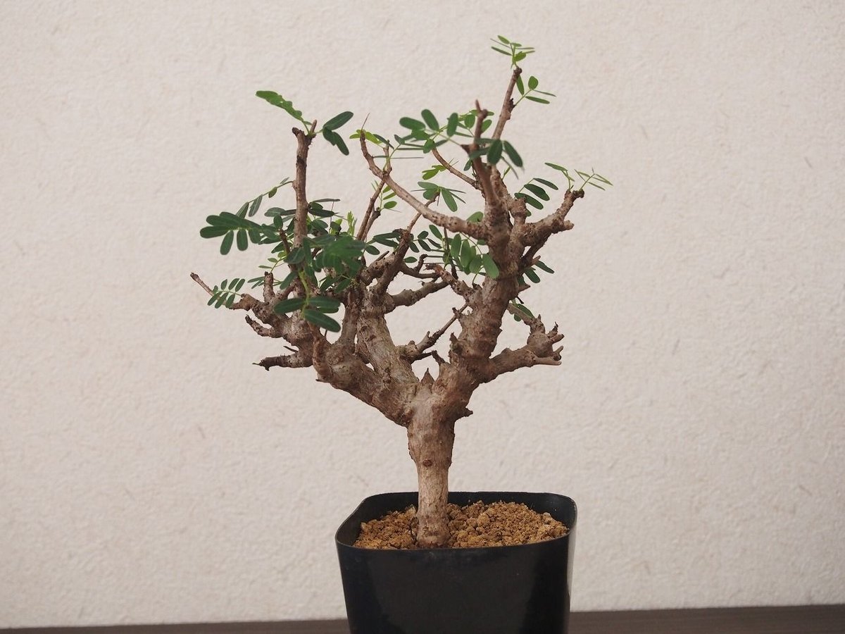 センナ メリディオナリス Senna meridionalis no.2 | mana's f