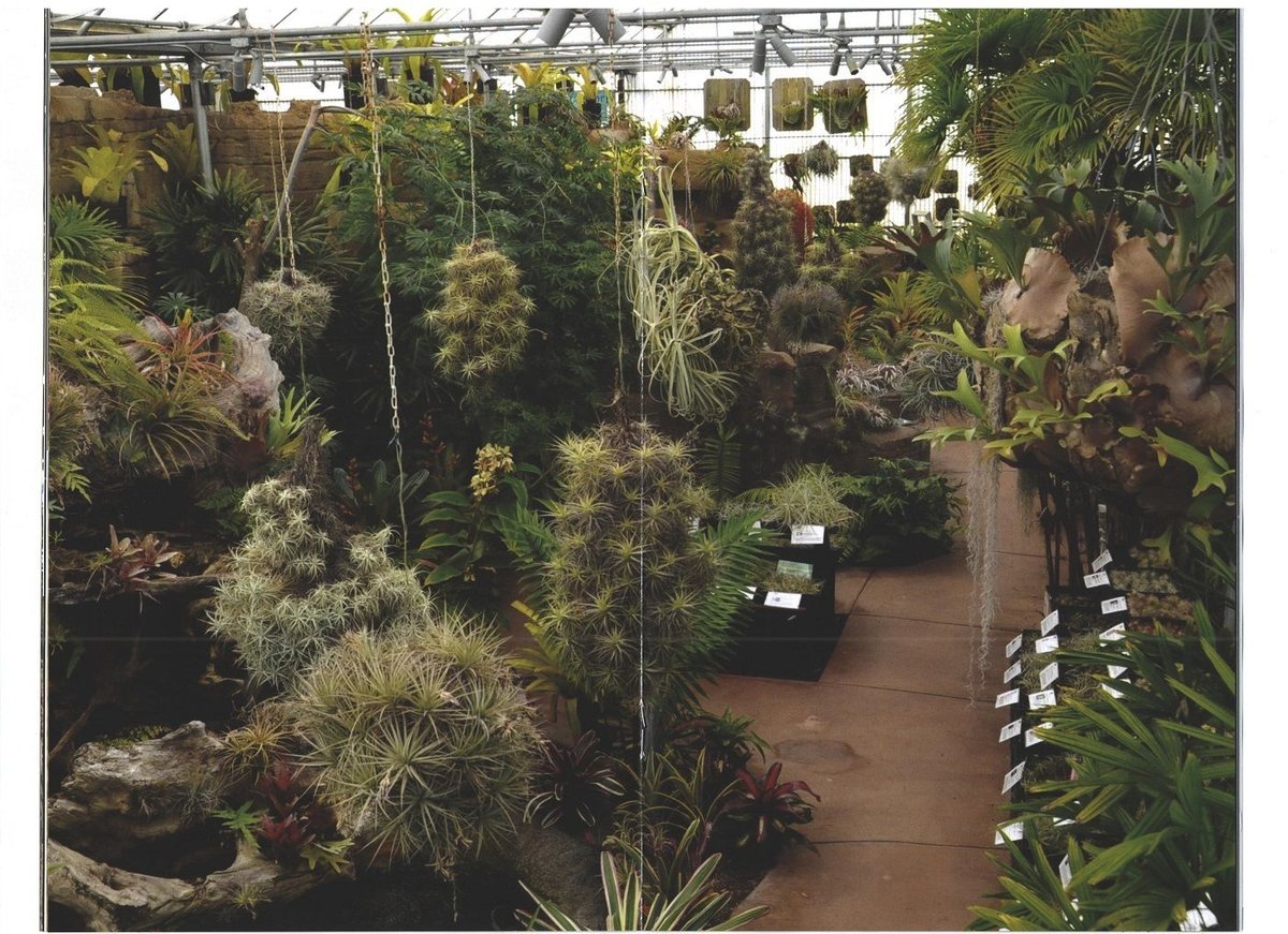 □チランジア書籍／Genus Tillandsia P28 | 常葉植物園 Tokiwa Bo