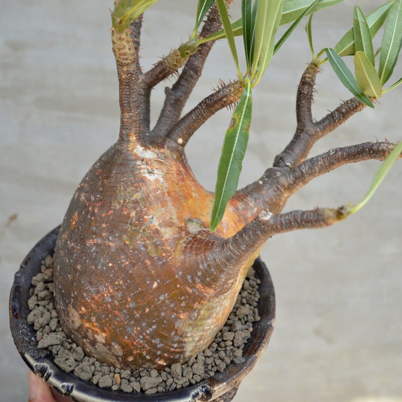 現地球 発根済 パキポディウム グラキリス 塊根幅約10cm 3年管理 姫乃