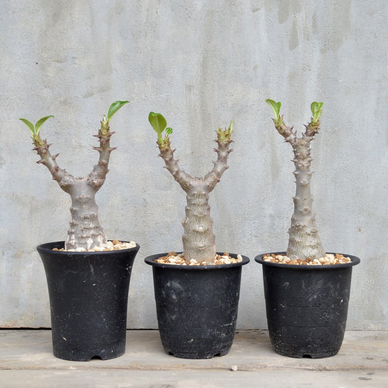 希少4頭美株】ウィンゾリー パキポディウム 発根済株 塊根 希少4頭美株