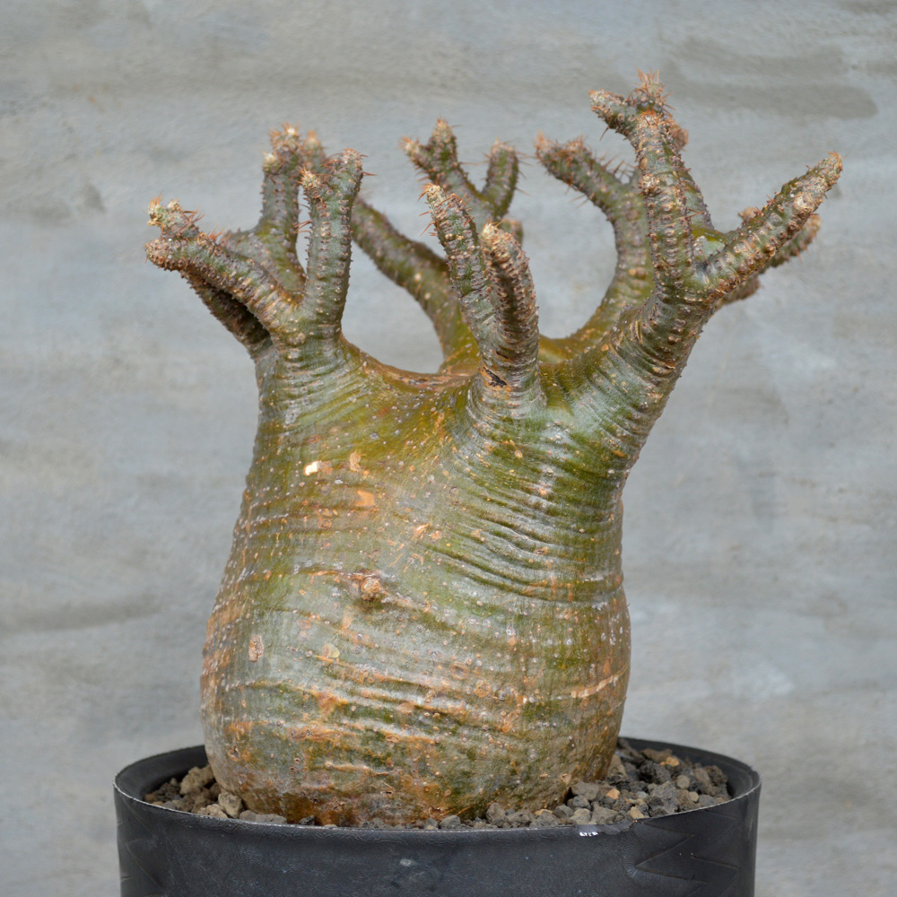 手作植木鉢 L サイズ 検（ 塊根植物 グラキリス パキプス アガベ