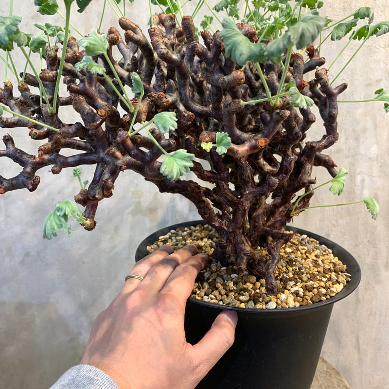 MKさん専用ペラルゴニウム 2 ミラビレ 現地球 バランス最高株 休眠明け