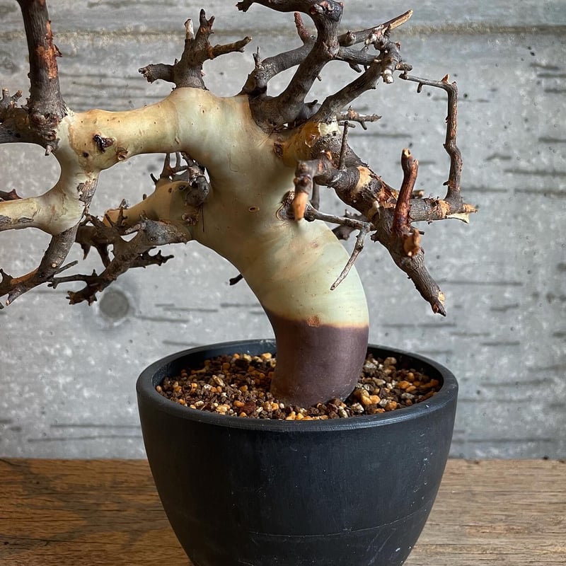 コミフォラ カタフ ピュア ソマリア産 | bot.