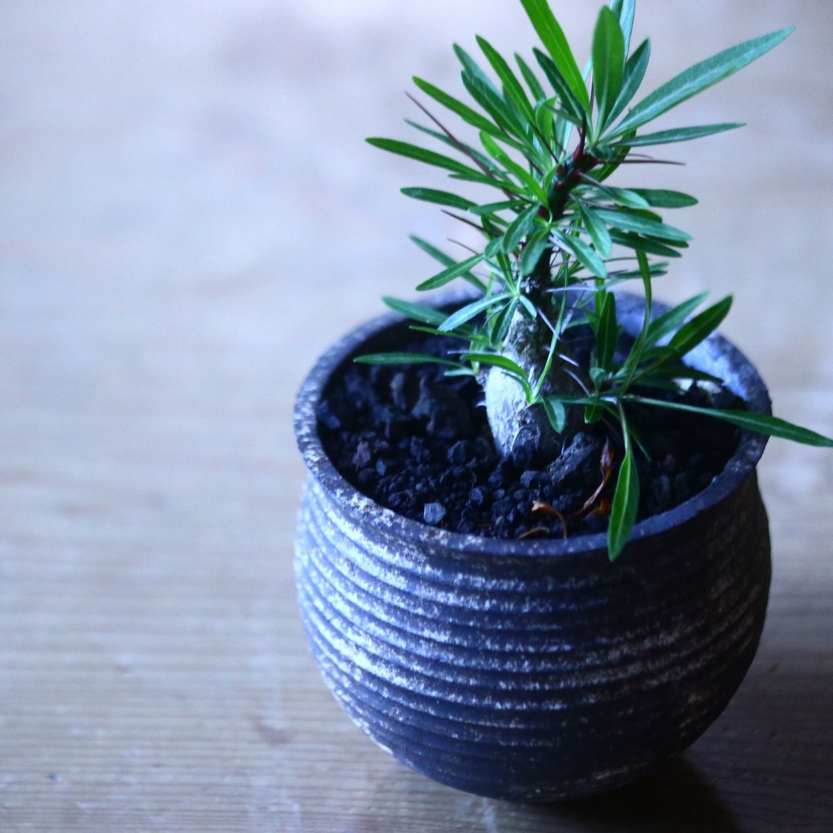 フォークイエリア プルプシー 実生 Fouquieria purpusii no.7