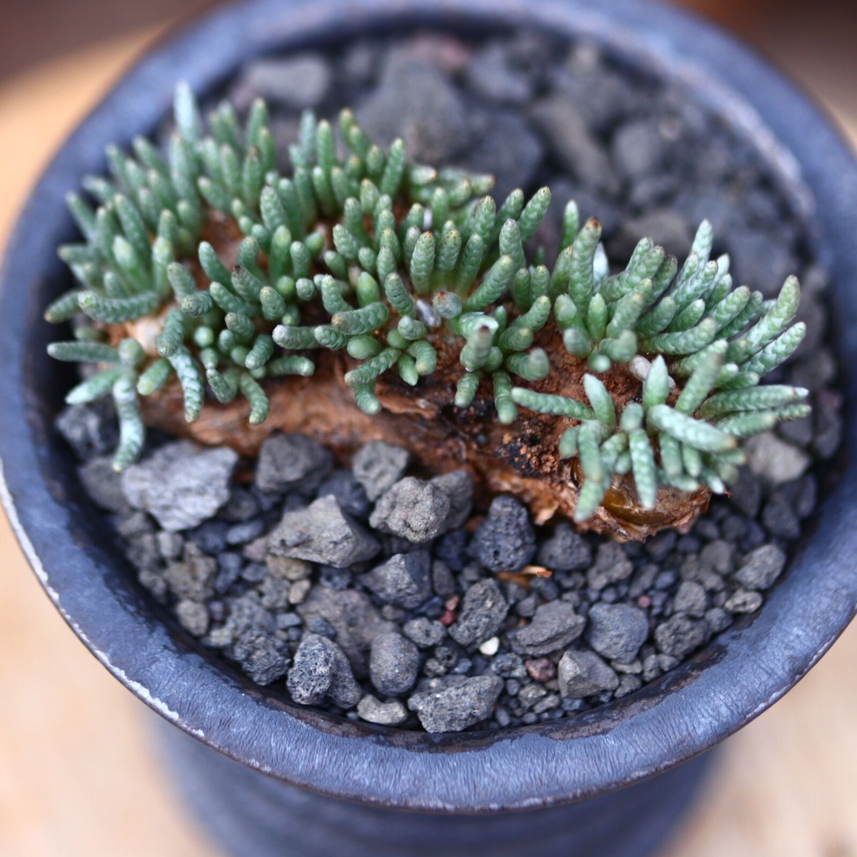 大介ページ D039 珍種 アボニア クイナリア（赤花） 2026年最新