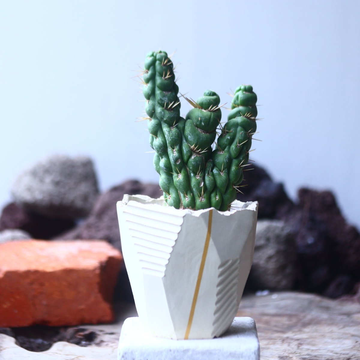 ユーリキニア カスタネア スピラリス 綴化 Eulychnia castanea