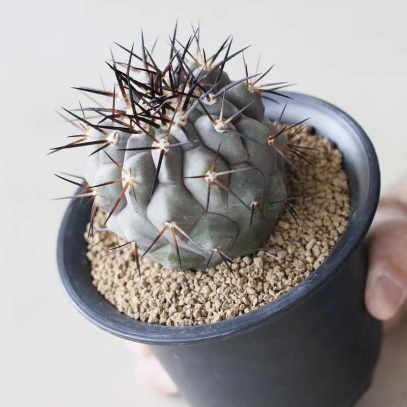 Copiapoa cinerea / 黒王丸 (3.5号鉢) no.913/40 | 芽の巣山