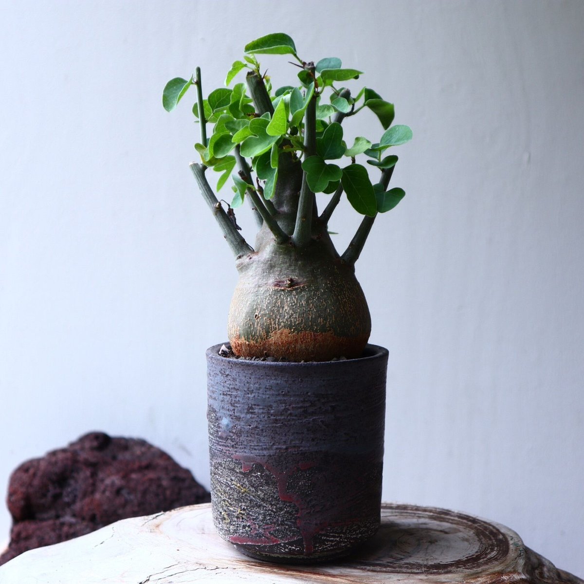 アデニア スピノーサ Adenia spinosa no.71412 |