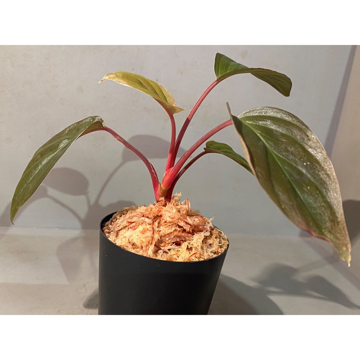 P*A様 Homalomena sp. “夕霧” T-3810-2 ホマロメナ Homalomena sp.